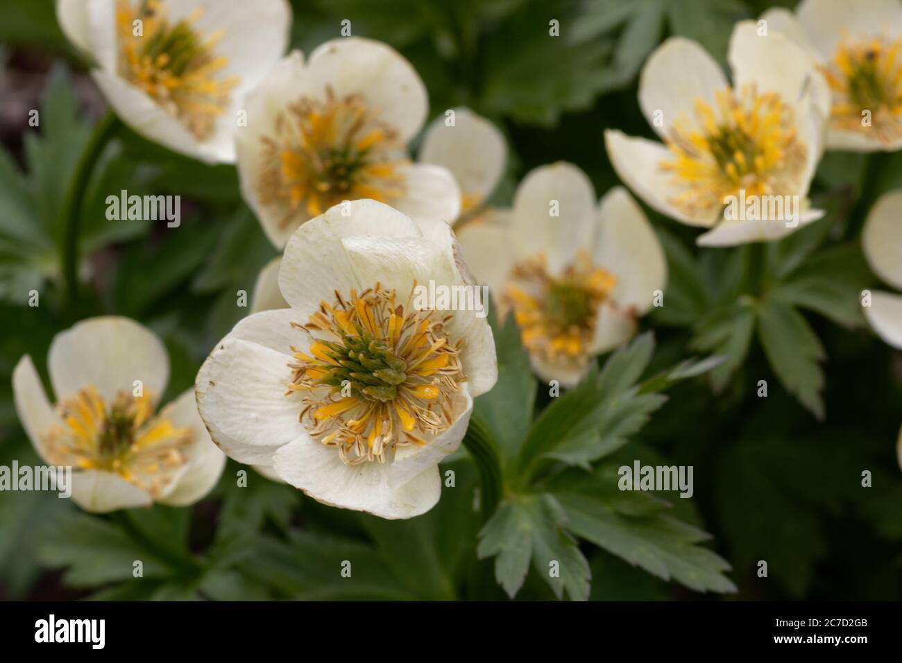 American globeflowers in Wyoming's Snowy Range. Stock Photo