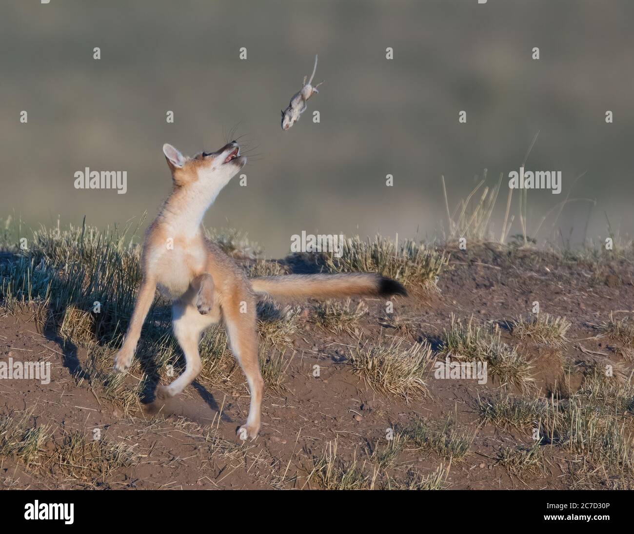 A swift fox pup plays with a dead mouse caught earlier Stock Photo - Alamy