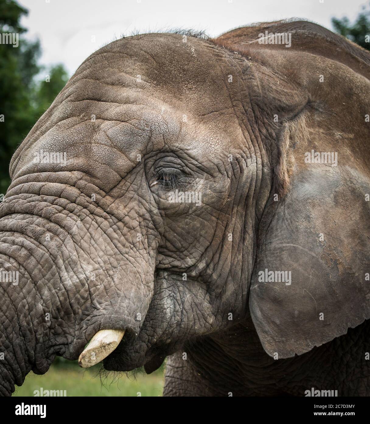 Detailed, side view close up of African elephant animal face (Loxodonta africana) isolated outdoors at West Midland Safari Park UK. Wildlife captivity. Stock Photo