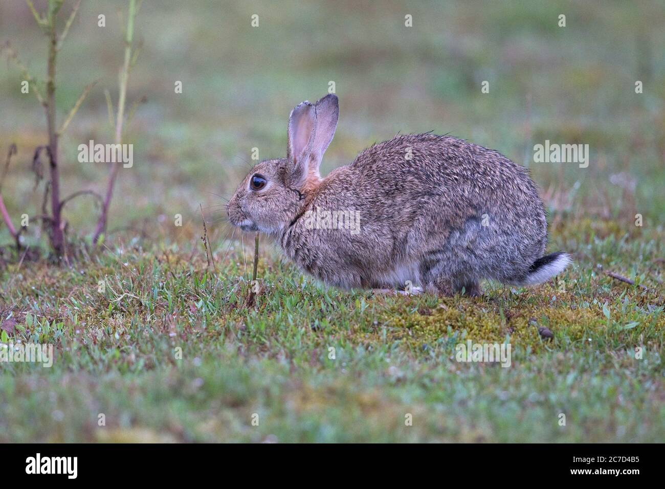 Rabbit (Oryctolagus cuniculus Stock Photo - Alamy