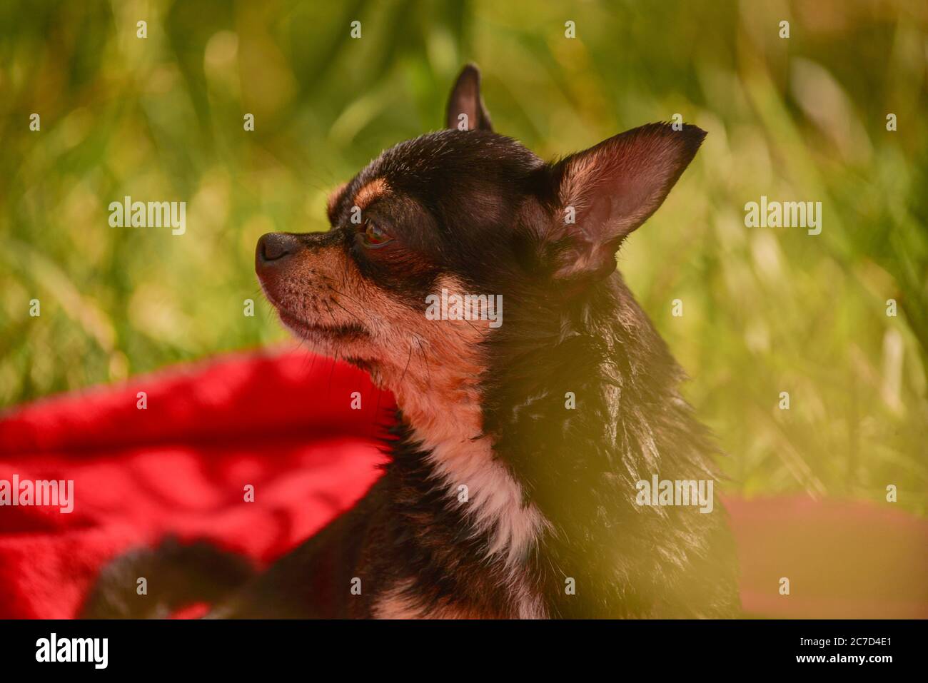 Chihuahua With Furry Ears High Resolution Stock Photography And Images Alamy