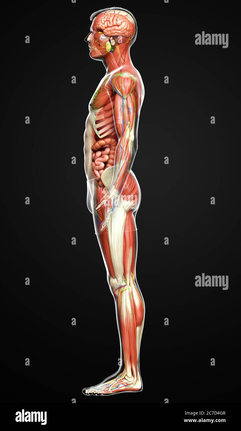 3d rendered medically accurate of the male anatomy Stock Photo - Alamy
