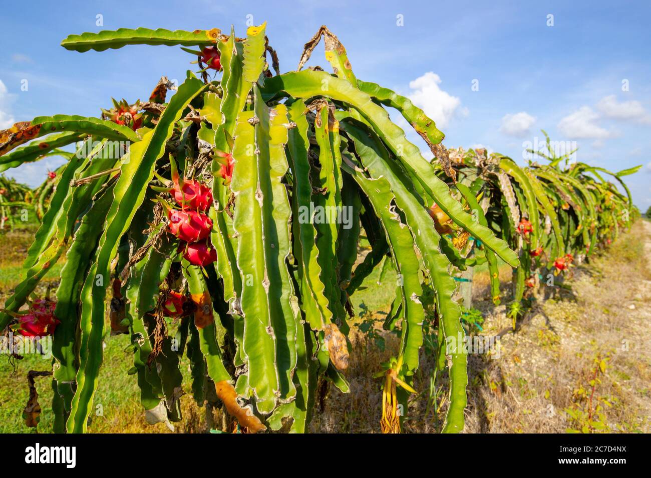 A field of Dragon Fruit cultivated near Homestead Florida. Dragon fruit