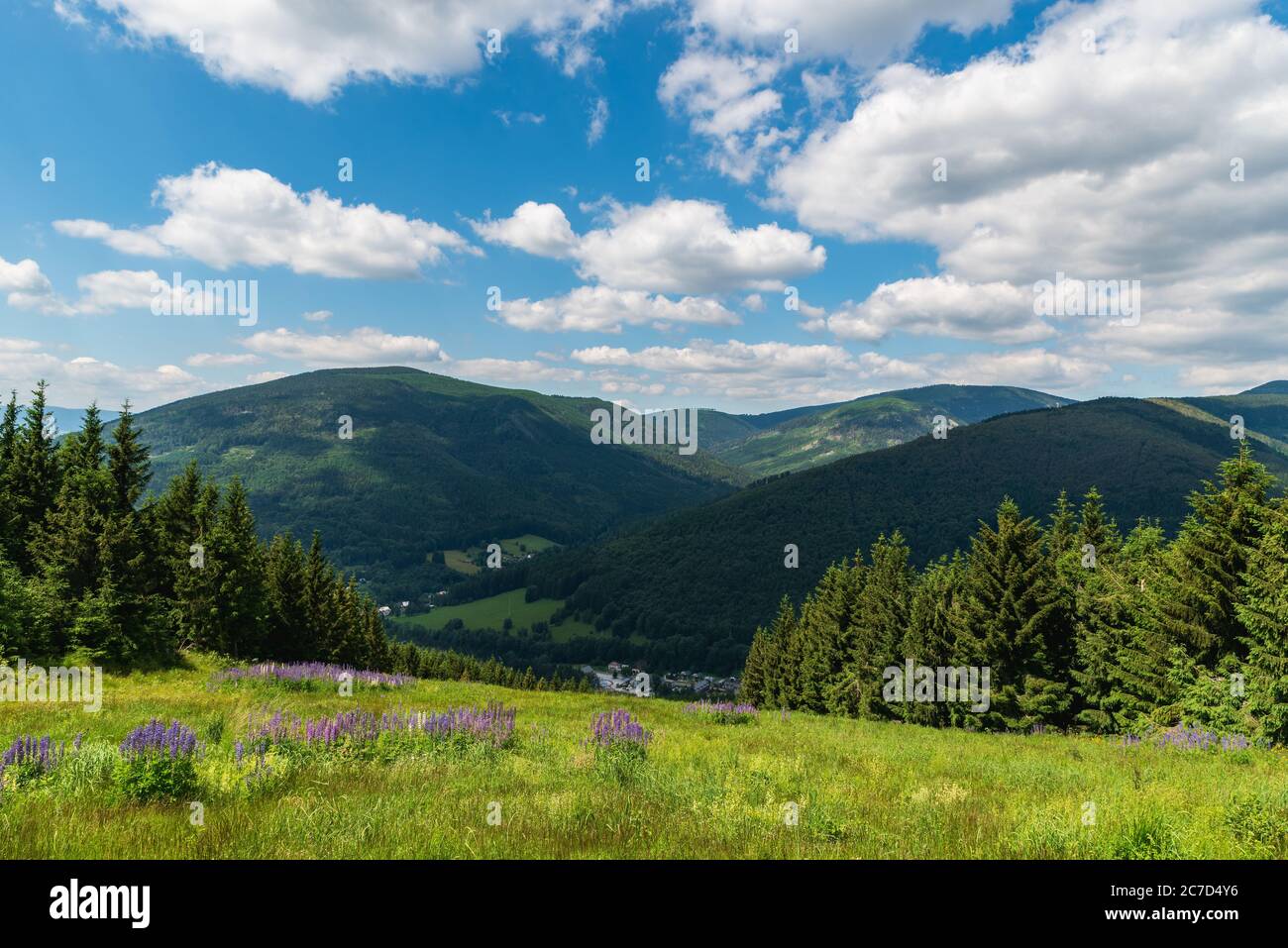 Jeseniky mountains with Kouty nad Desnou village bellow, meadow with flowers, hills and blue sky with clouds from hiking trail bellow Dlouhe strane hi Stock Photo