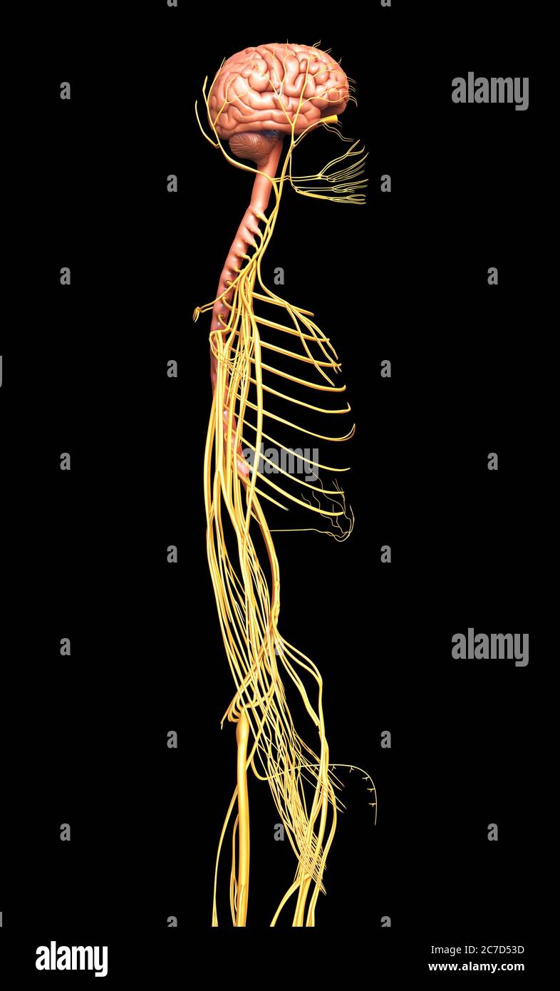 3d rendered medically accurate illustration of the nervous system Stock ...