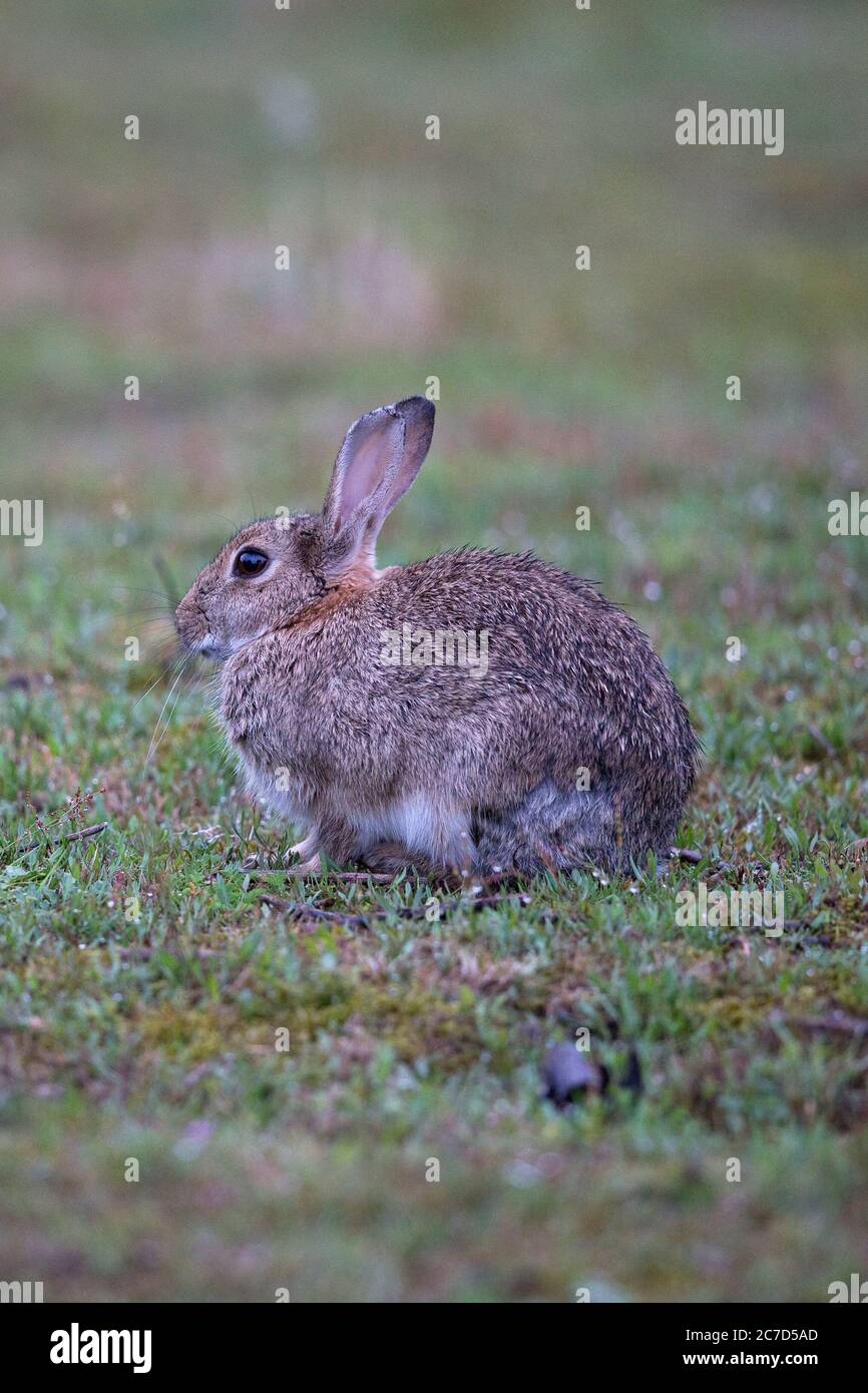 Oryctolagus cuniculus mammal hi-res stock photography and images - Alamy