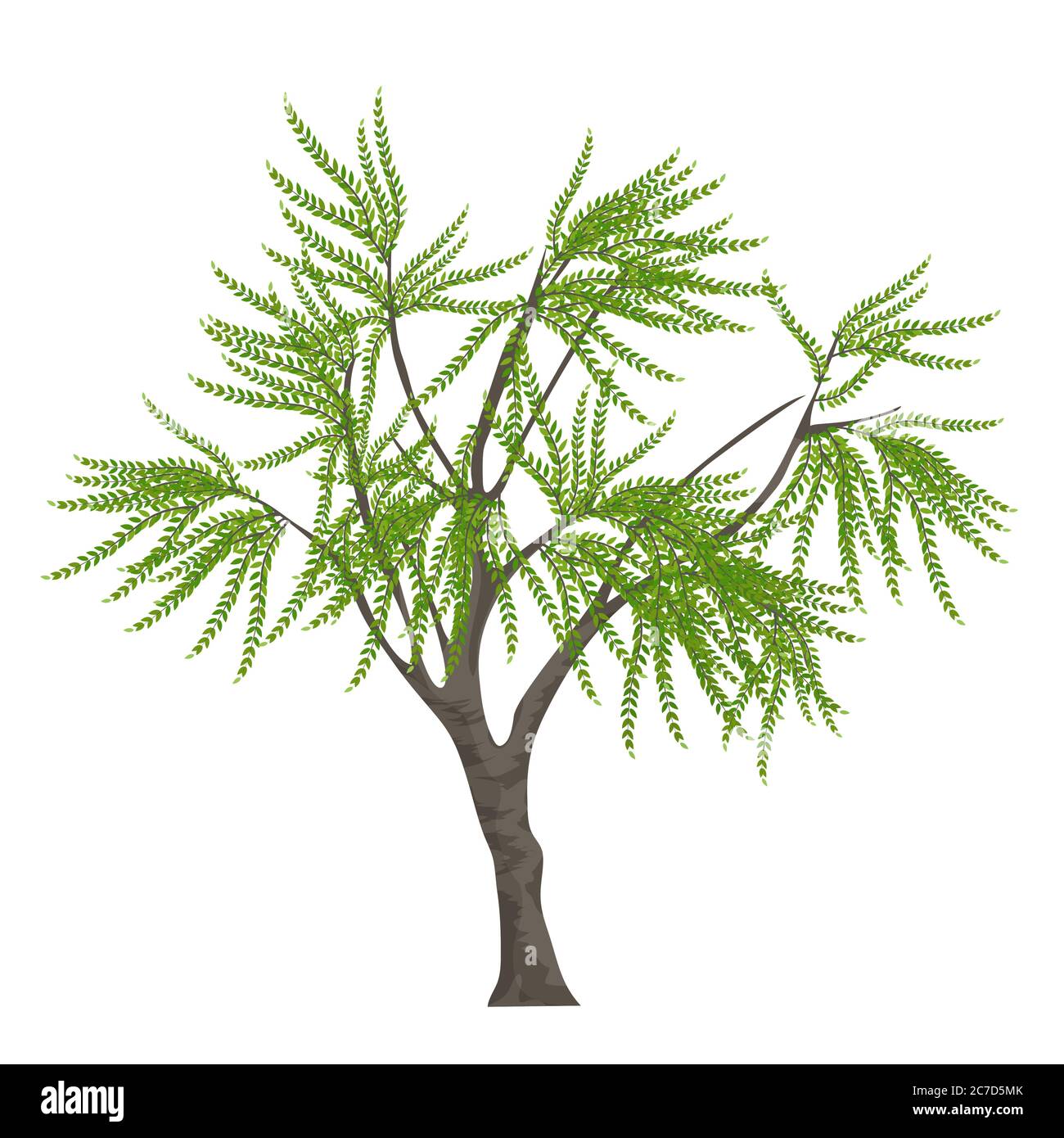 Realistic elegant tree isolated on white background Stock Vector