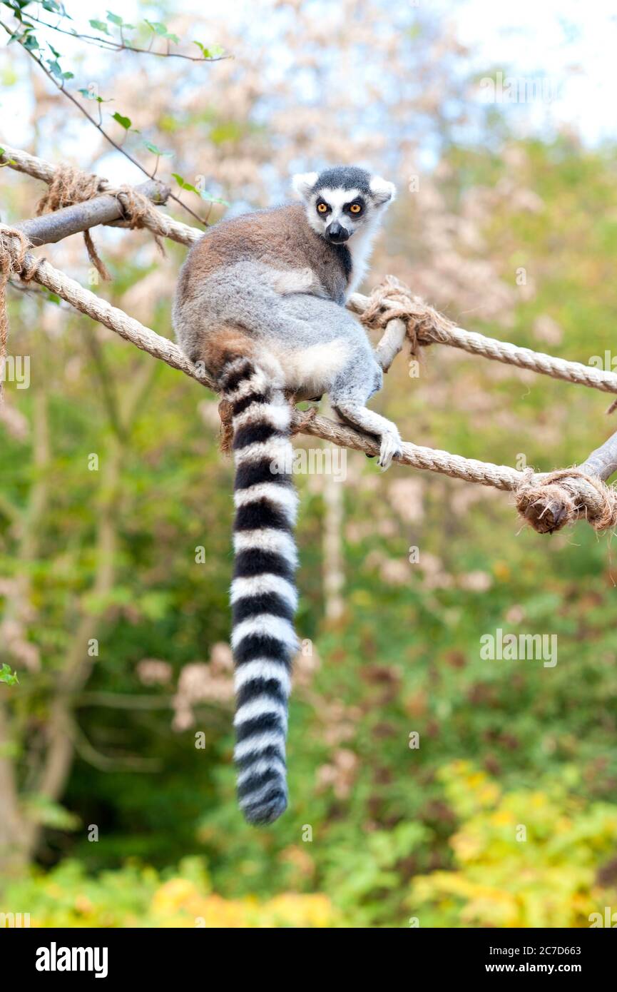 Lemur catta in Prague zoo. Ring tailed lemur sitting on rope-ladder. Summertime outdoors colored vertical image Stock Photo