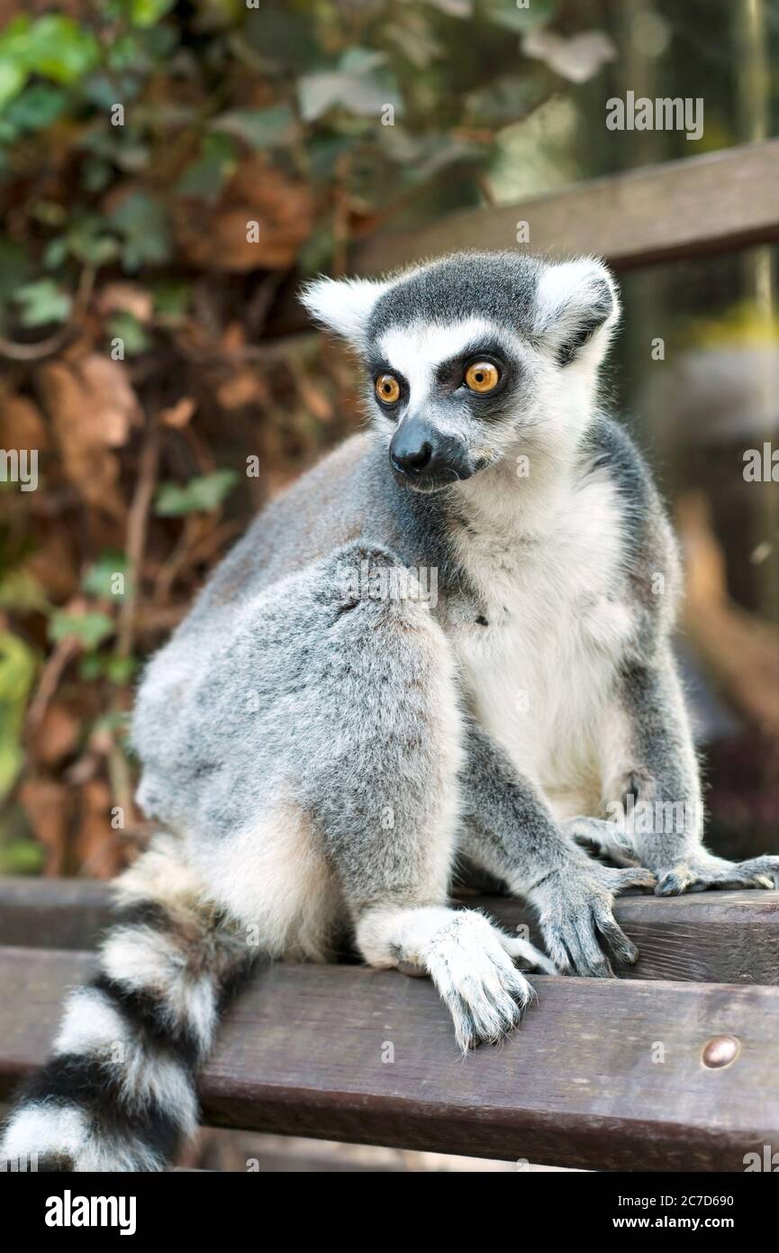 Young Lemur catta in Prague zoo. Ring tailed lemur sitting on bench. Summertime outdoors vertical image Stock Photo