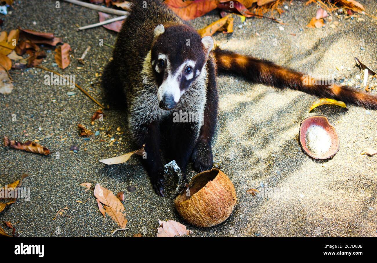 Coati Eating Coconut Stock Photo
