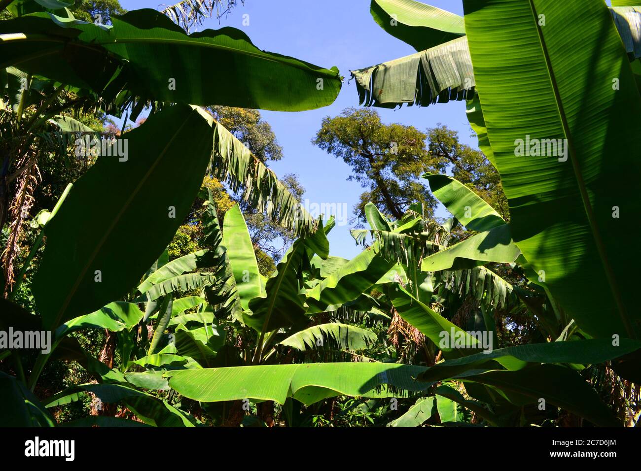 Green banana fruits, Ethiopia Stock Photo