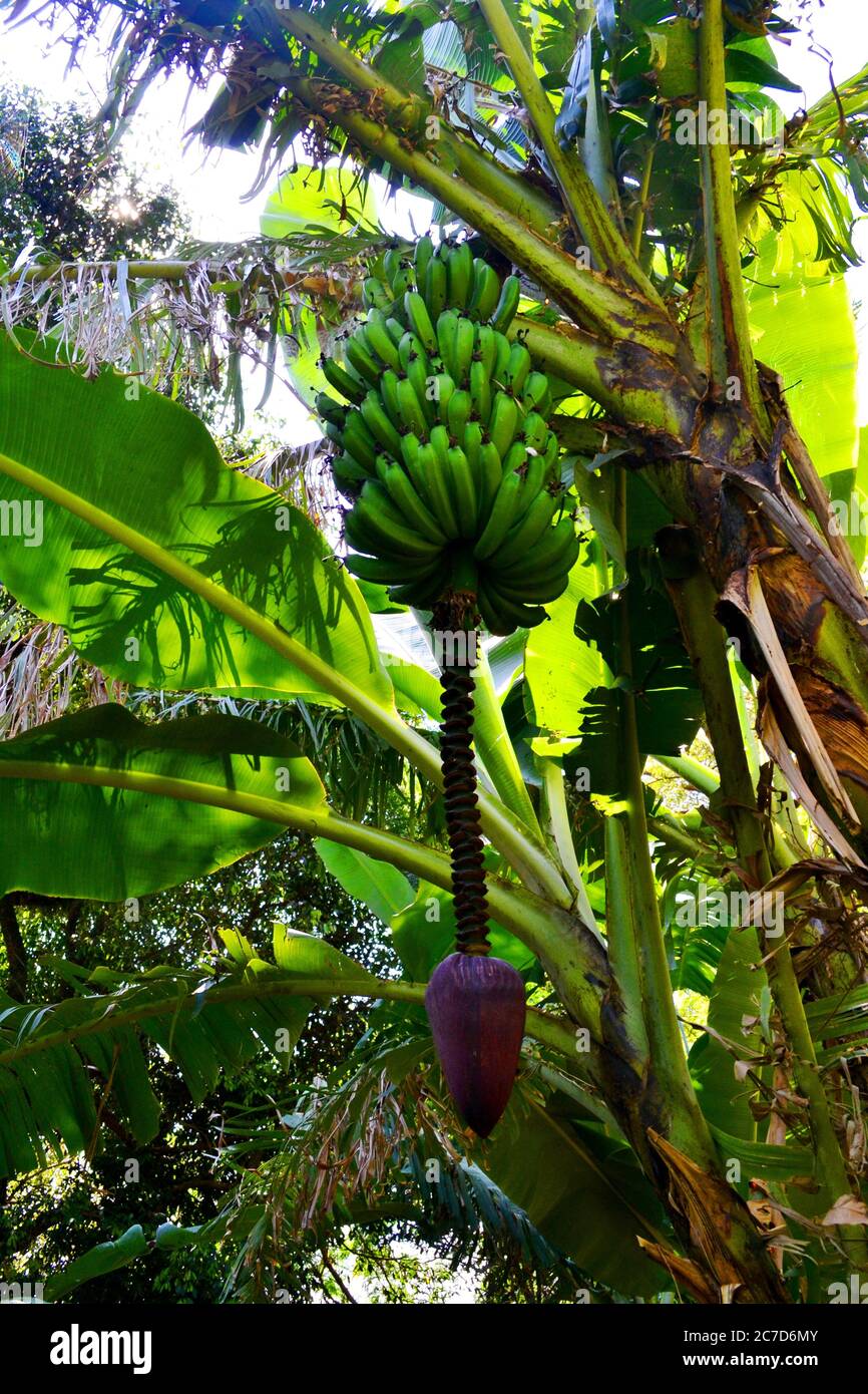 Green banana fruits, Ethiopia Stock Photo Alamy