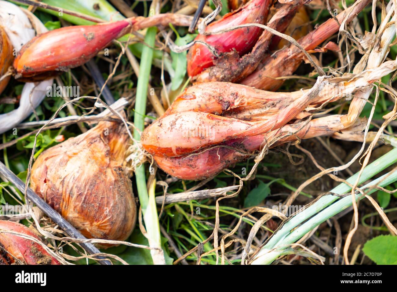 yellow onions and shallots drying in the summer sun in a permaculture