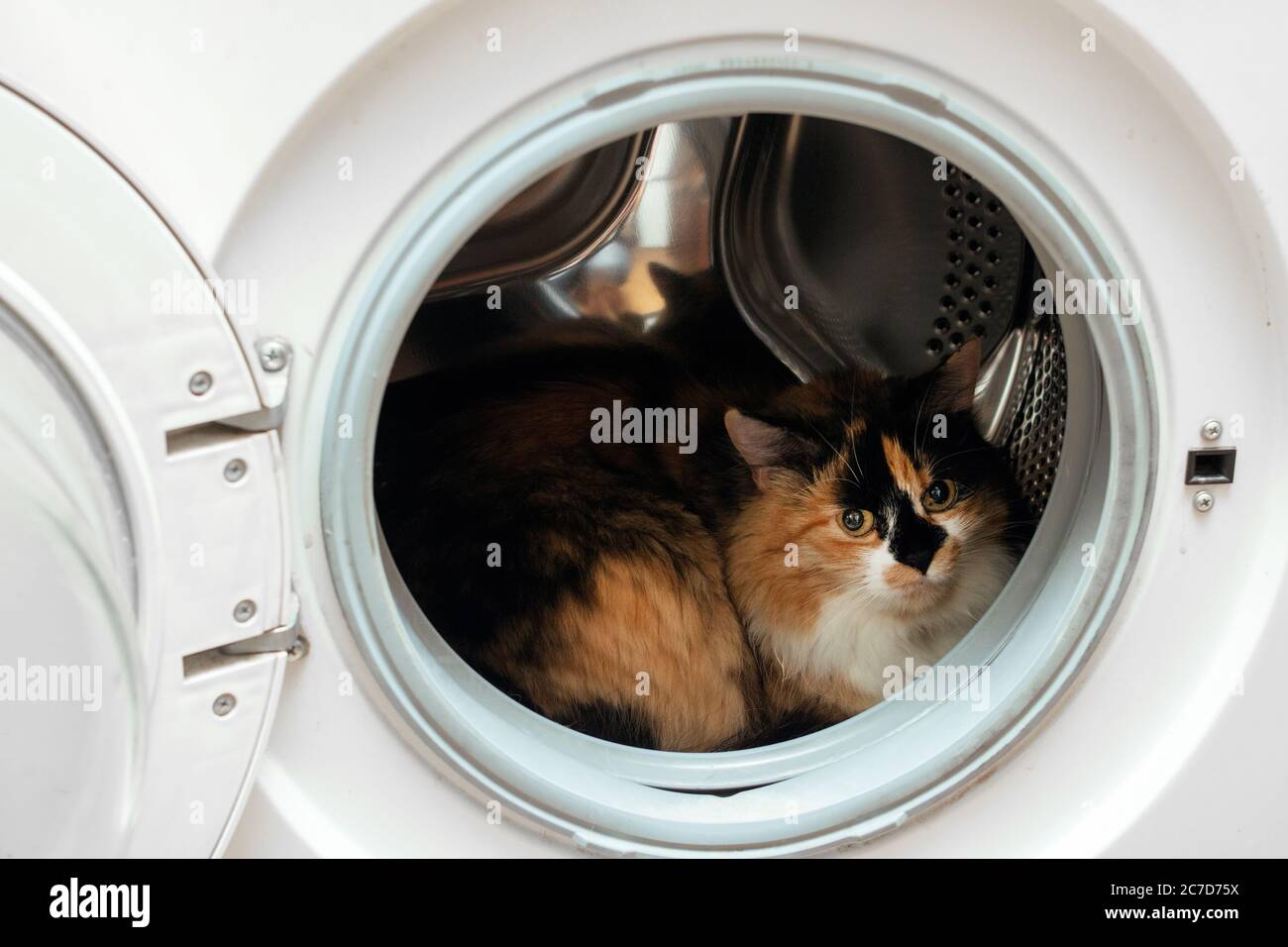 Fluffy cat sits in the washing machine Stock Photo Alamy