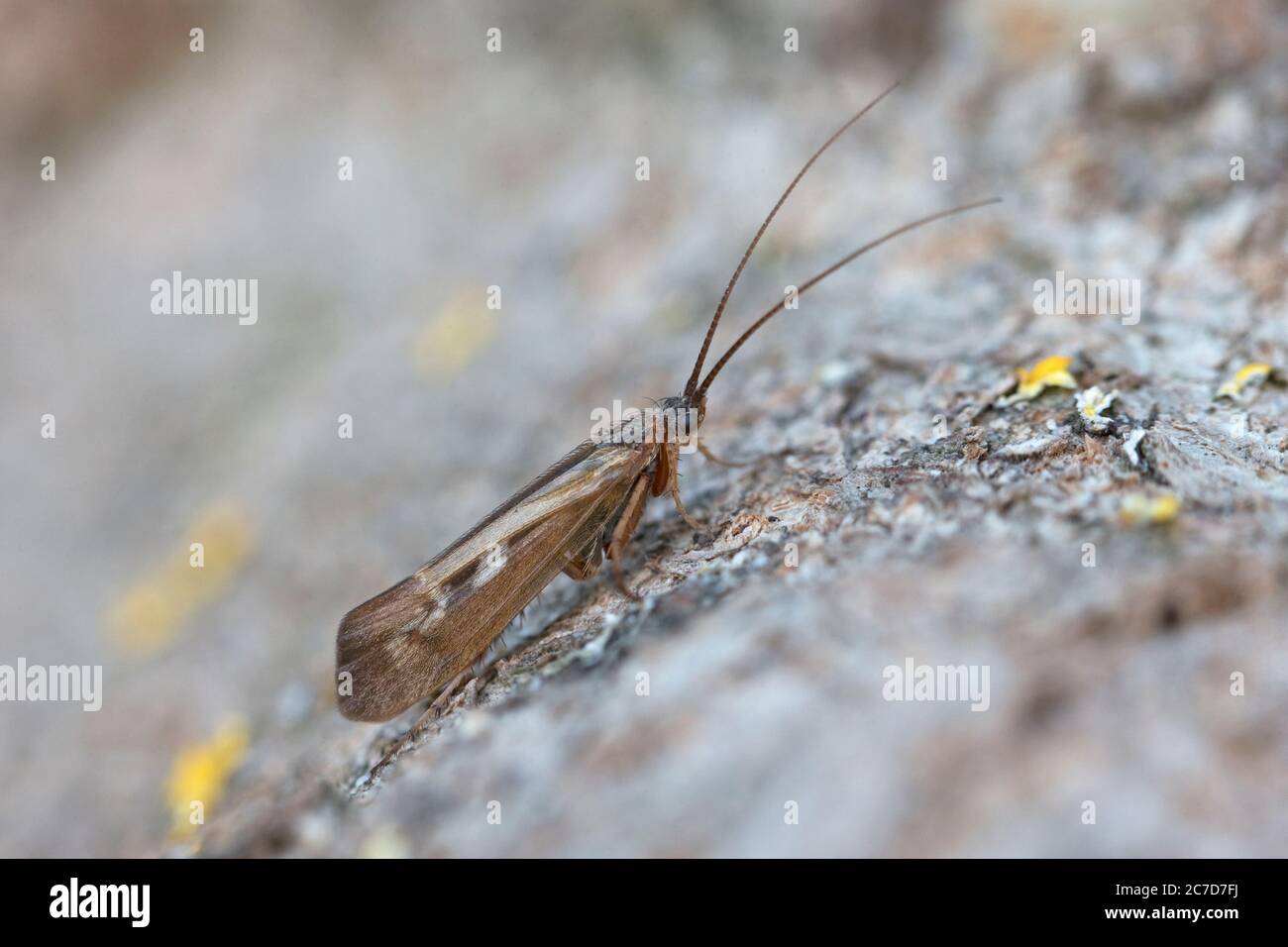 Caddisfly species (Trichoptera) Stock Photo