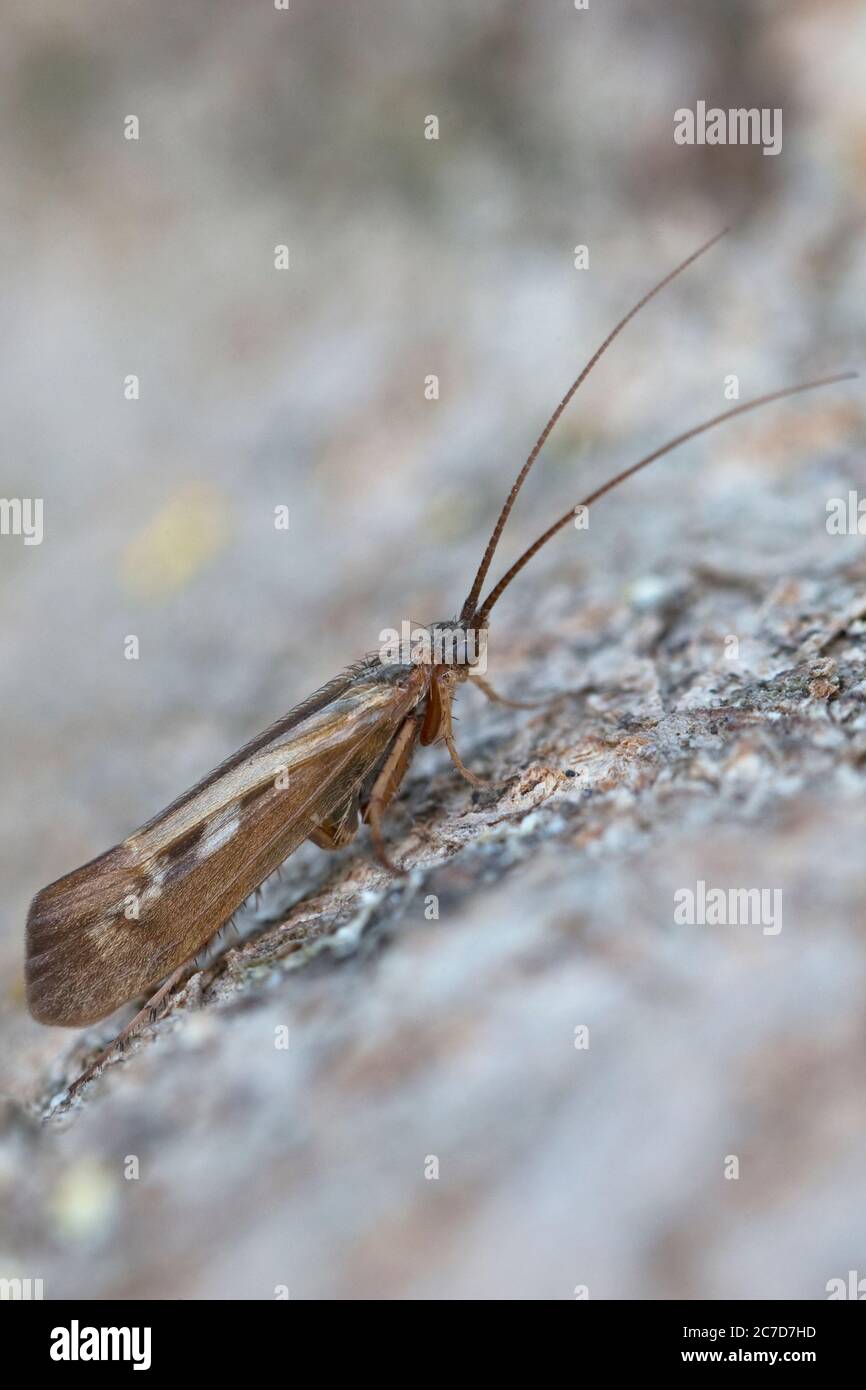 Caddisfly species (Trichoptera) Stock Photo