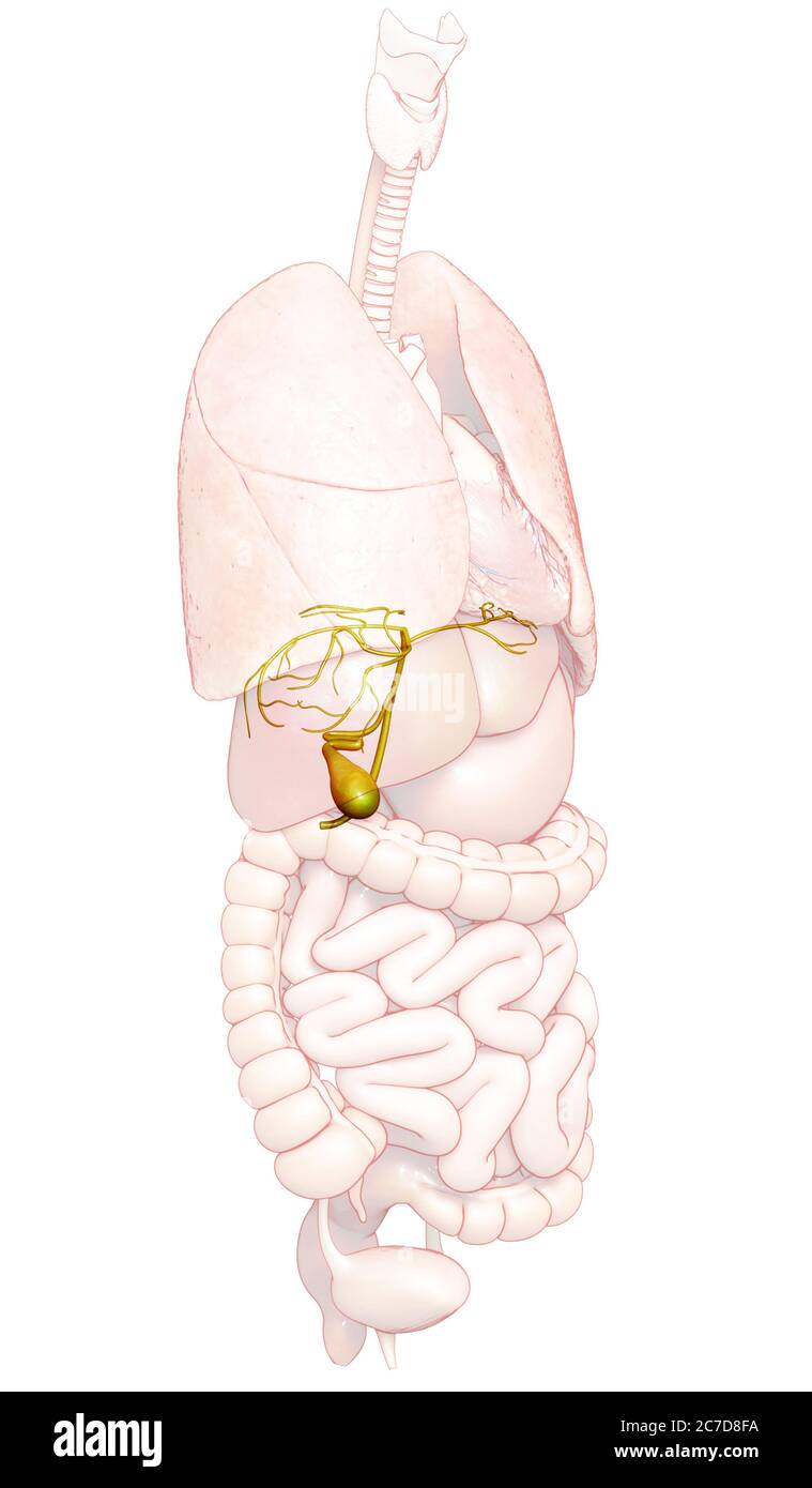3d rendered medically accurate illustration of Organs Gallbladder ...