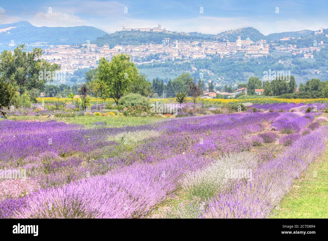 lavender fields in Assisi, Umbria, Italy, Europe Stock Photo - Alamy