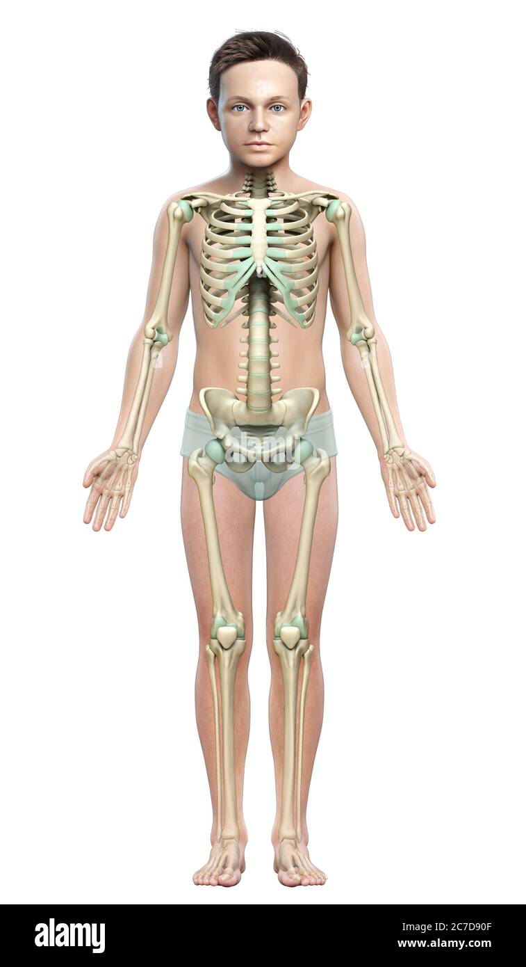 3d rendered, medically accurate illustration of a young boy skeleton ...