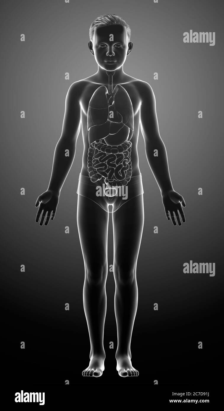 3d rendered medically accurate illustration of boy Internal organs Stock Photo