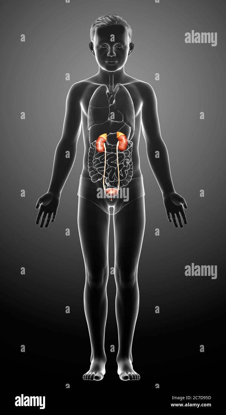 Infant Kidneys 3d rendered, medically accurate illustration of the young boy kidneys ...