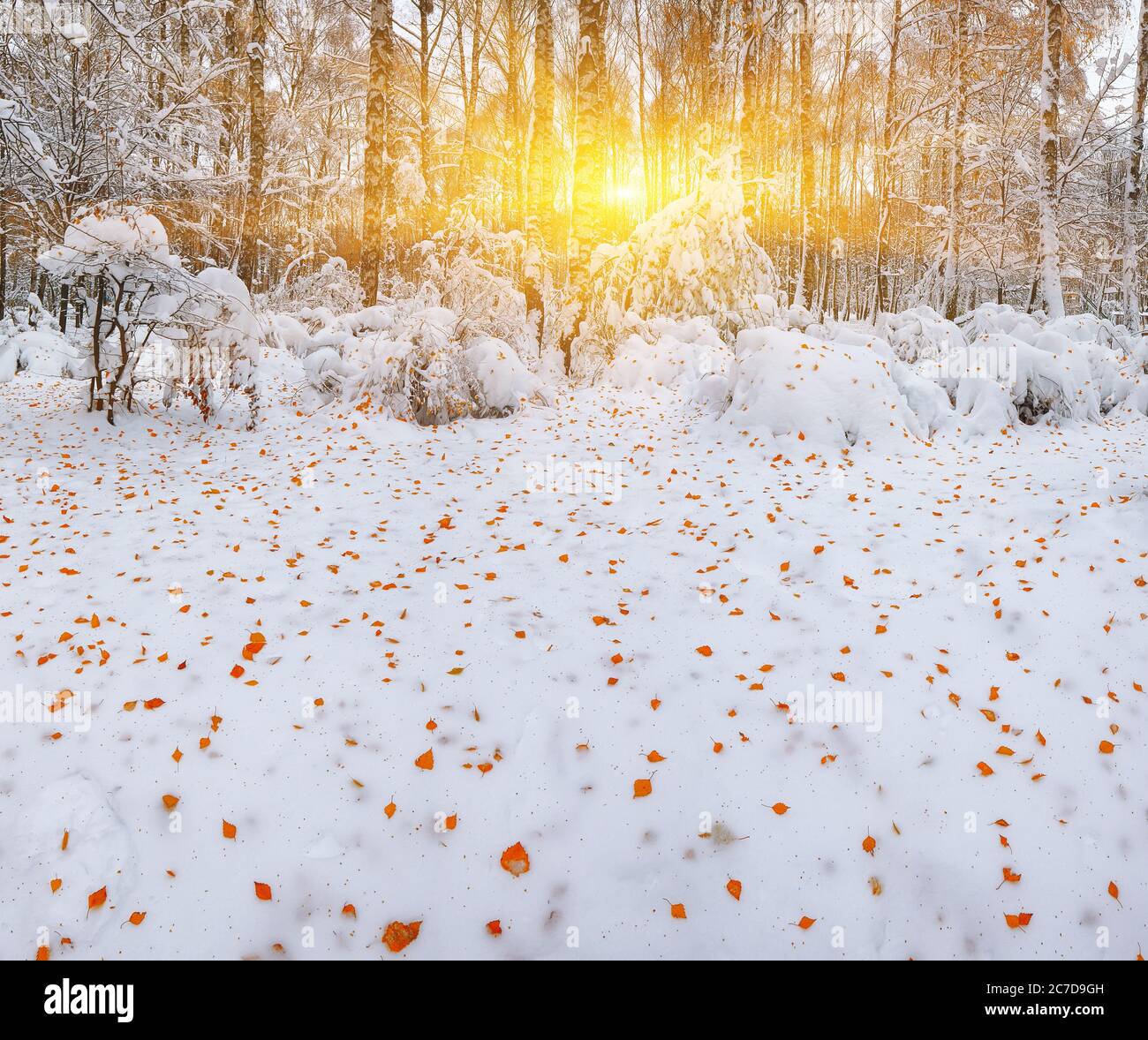 First snow in the forest. Snow covered trees in the wood. Fallen leaves ...