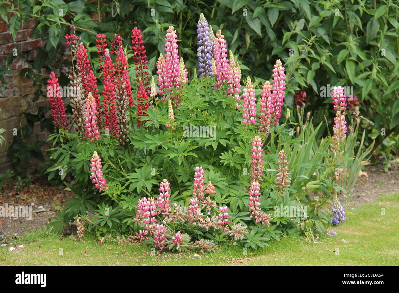 A Beautiful Display of Mixed Lupin Plant Flowers. Stock Photo