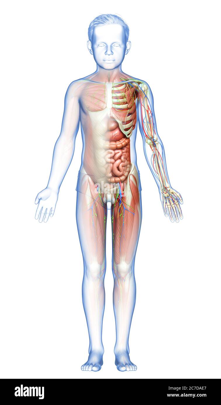 3d rendered medically accurate of the male anatomy Stock Photo - Alamy
