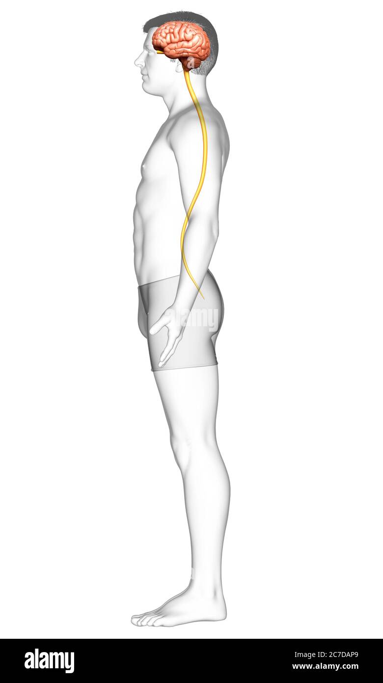 3d rendered medically accurate illustration of a male brain Stock Photo ...