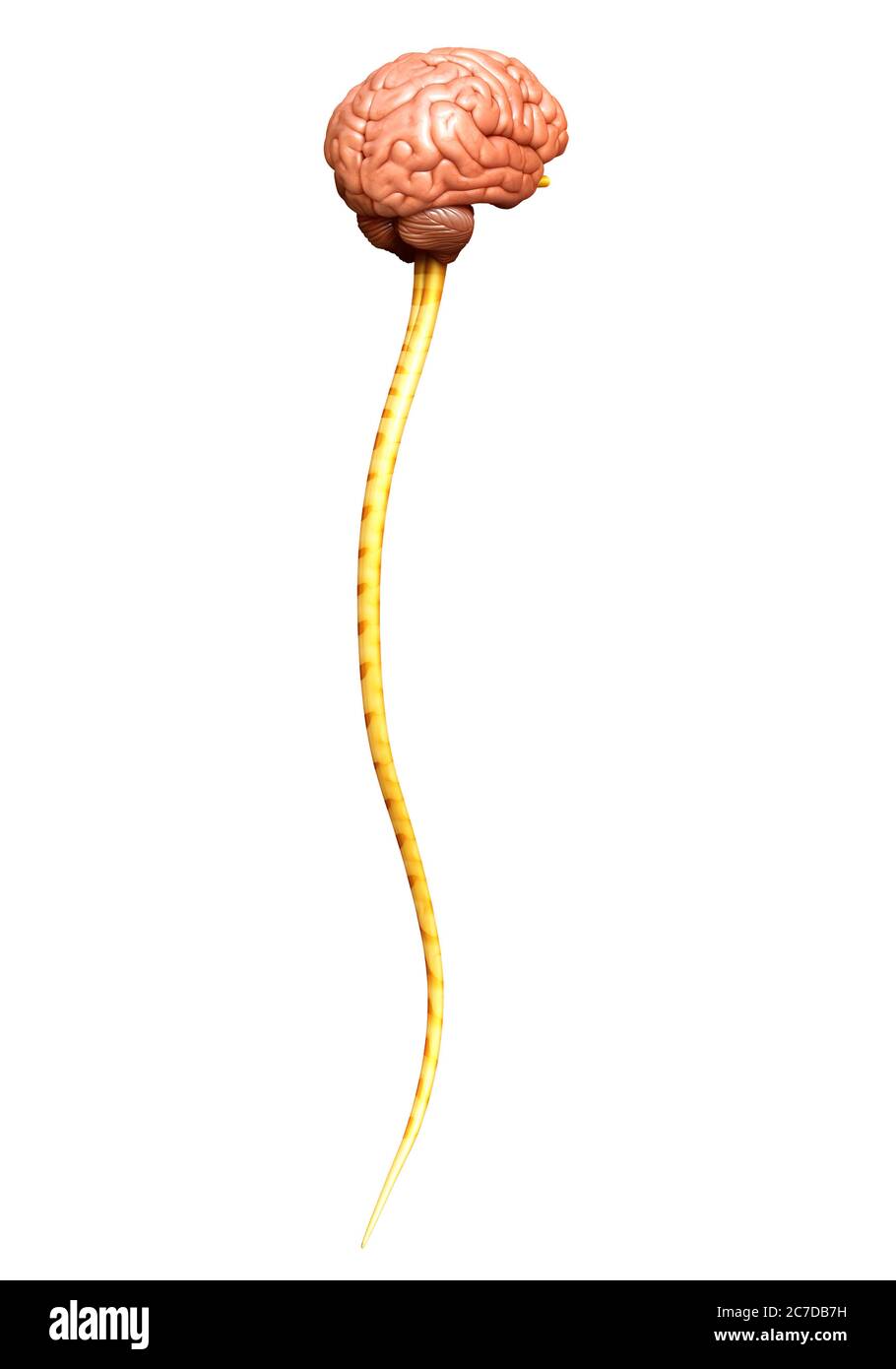 3d rendered medically accurate illustration of the brain Stock Photo ...