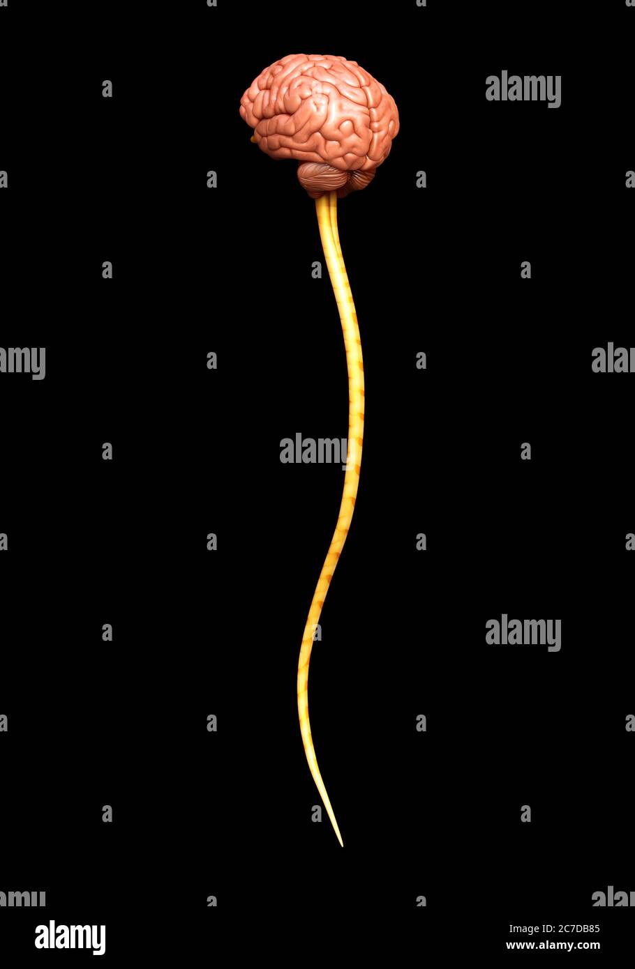 3d rendered medically accurate illustration of the brain Stock Photo ...