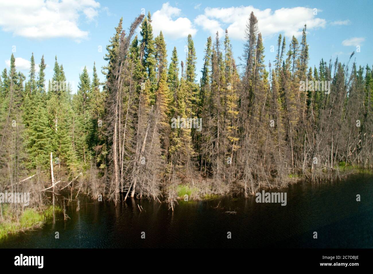 Wetlands, bog and coniferous forest in the remote boreal forest wilderness near The Pas, northern Manitoba, Canada. Stock Photo