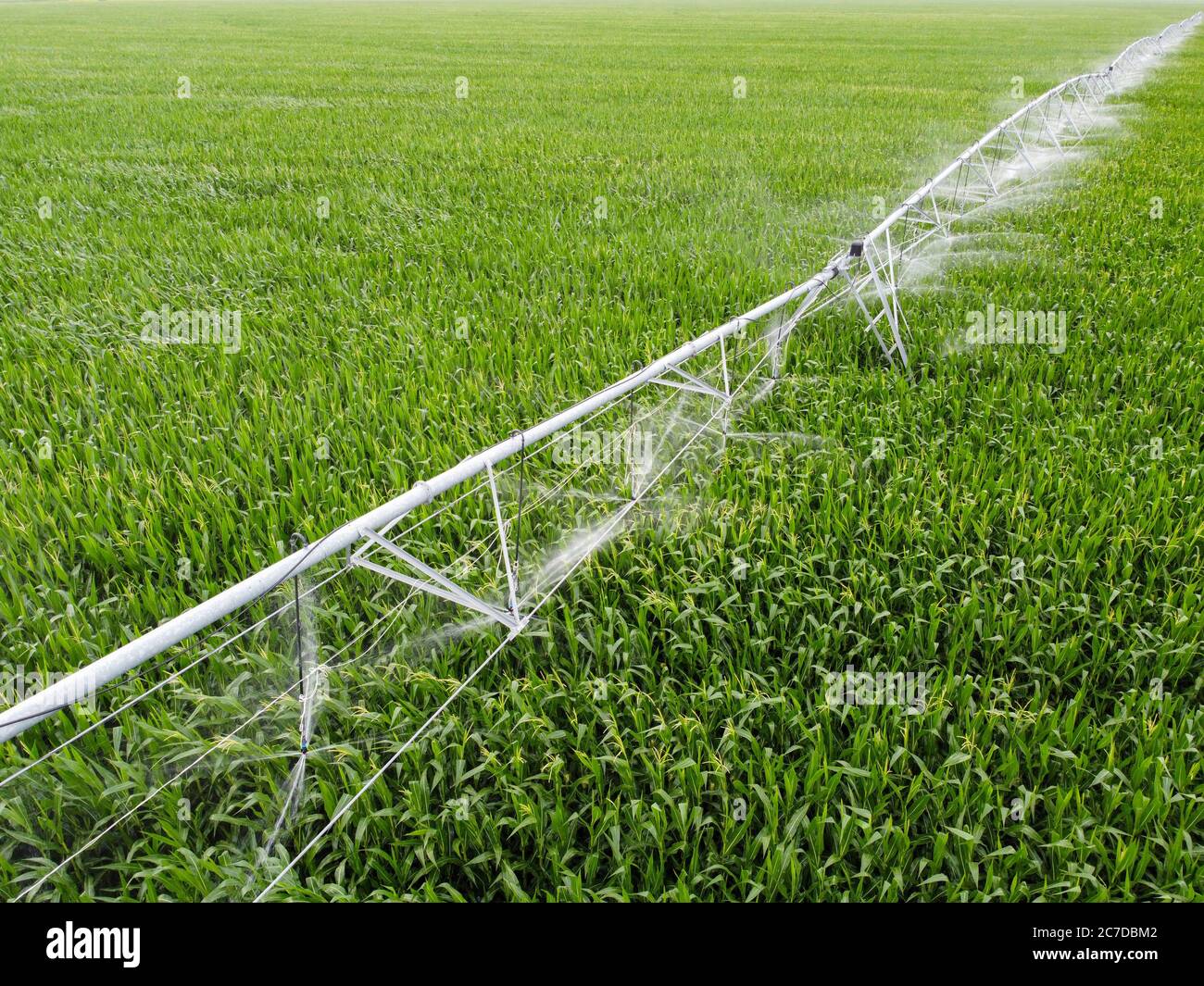 Irrigation system on a field with corn. Growing corn in fields with an