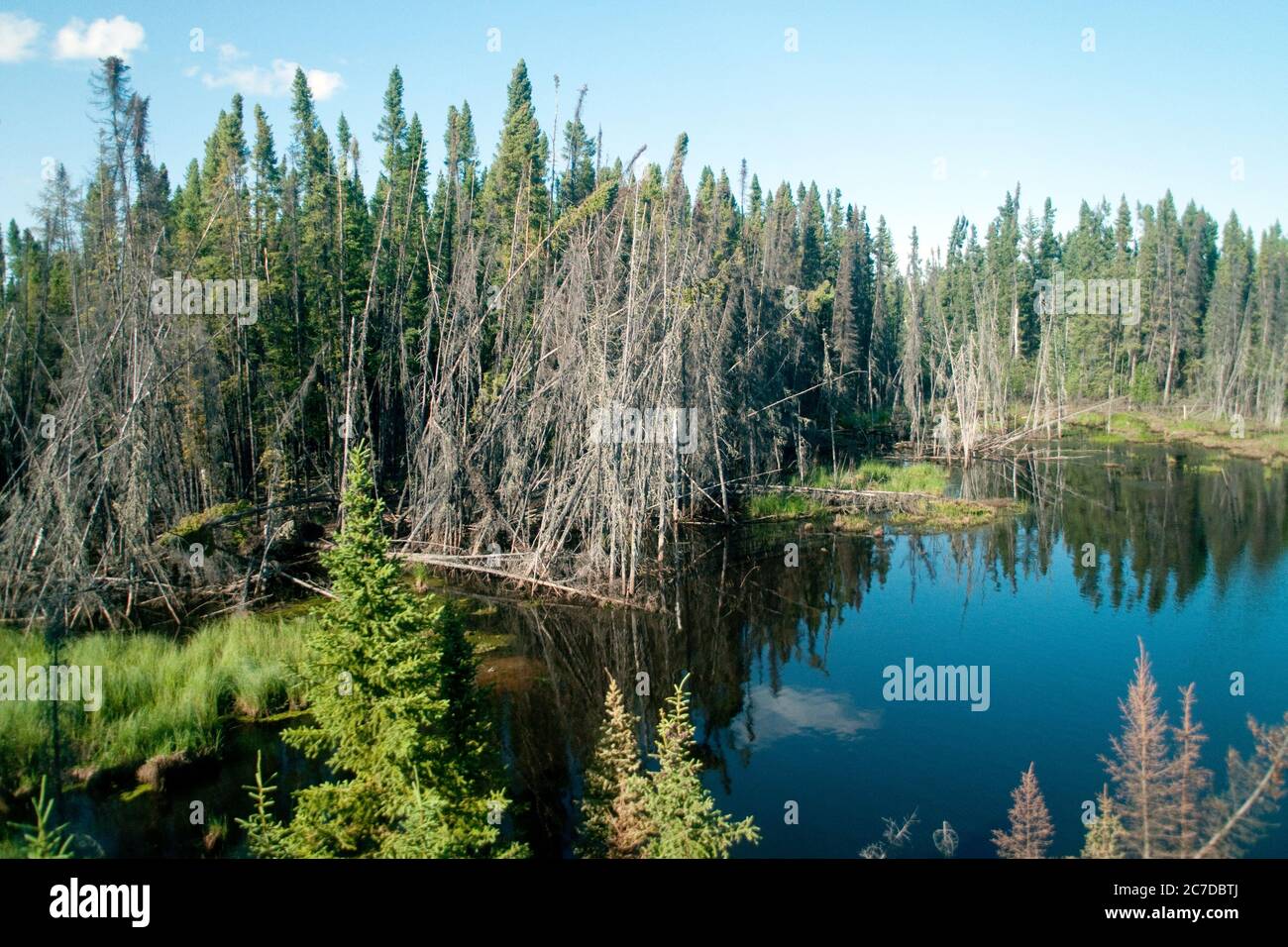 Wetlands, bog and coniferous forest in the remote boreal forest wilderness near The Pas, northern Manitoba, Canada. Stock Photo