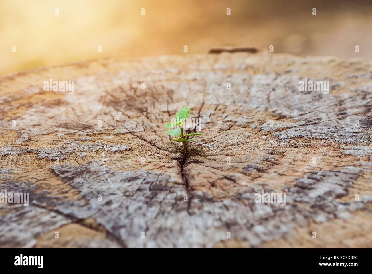 A strong seedling growing in the center trunk tree as a Concept of support building a future.. focus on new life future Stock Photo