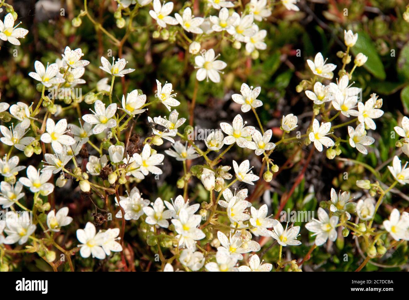 Spotted saxifrage, or Saxifraga bronchialis, a perennial wildflower and plant, growing in the tundra near Churchill in Northern Manitoba, Canada. Stock Photo