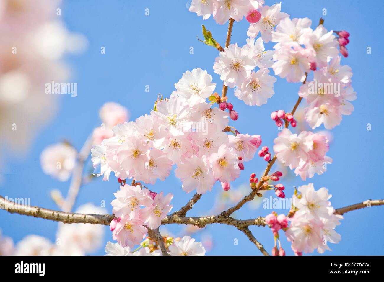 cherry blossoms in the springtime against blue sky, selective focus Stock Photo