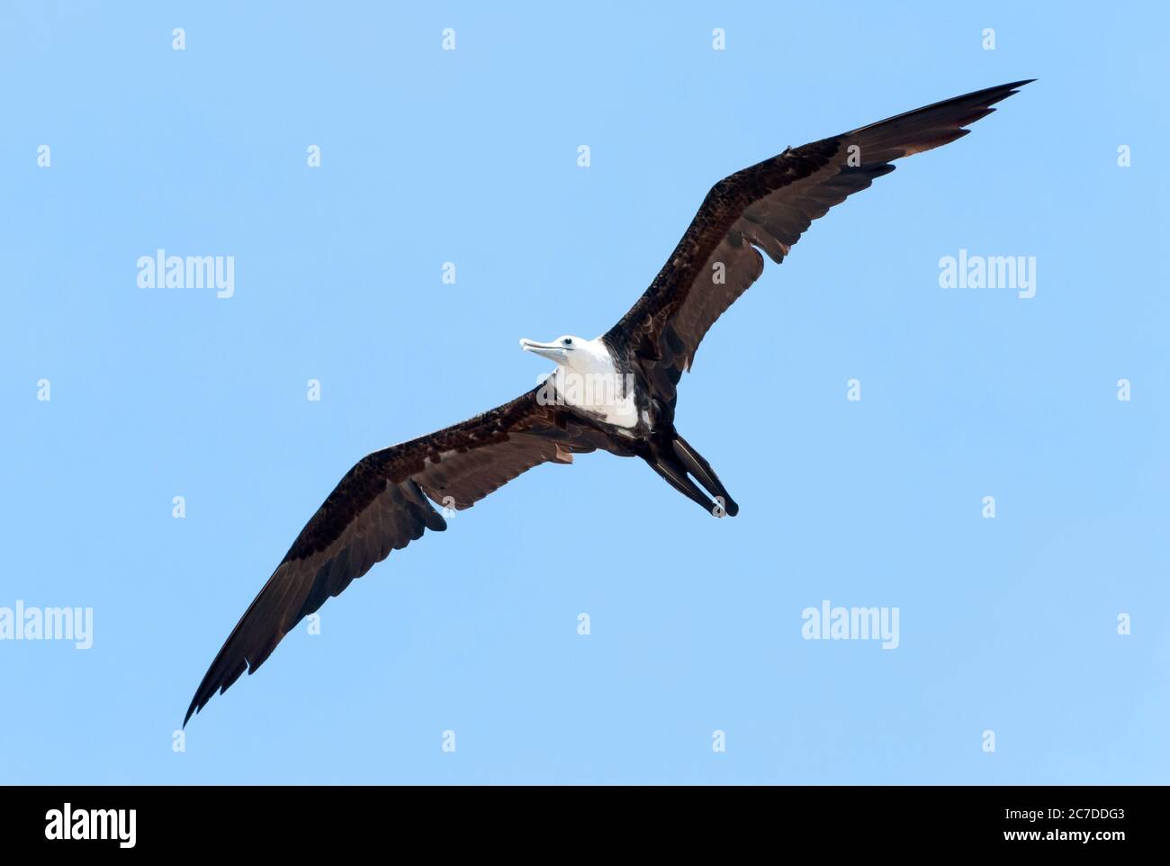 The long wing predator type bird gliding in the air in Belize Stock