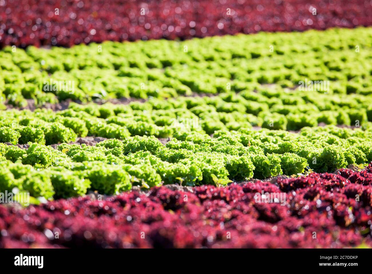 Big field with lettuce (lollo rosso and lollo bionda)  - selective focus Stock Photo