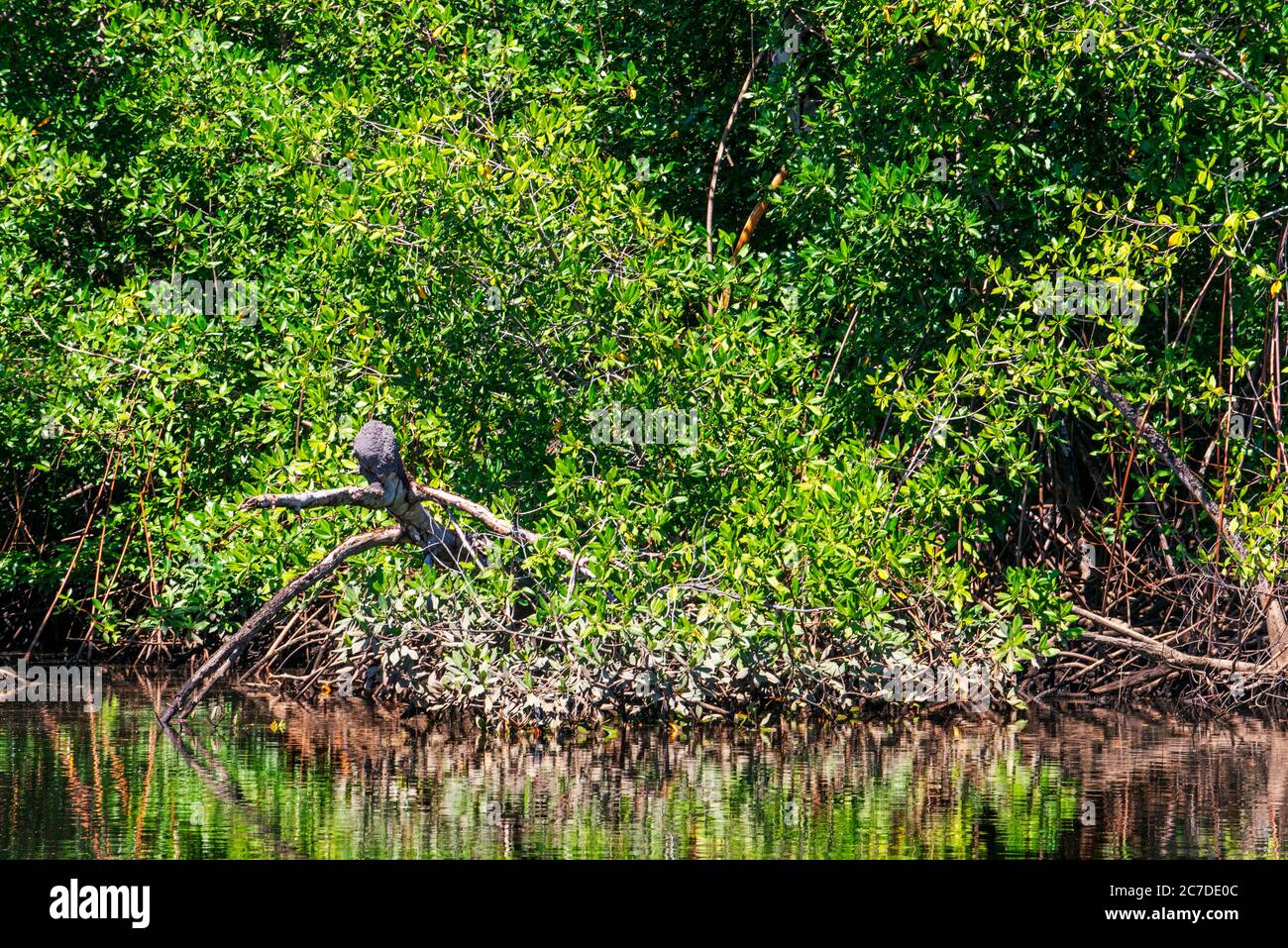 Mangroves in Puerto Barillas in Jiquilisco Bay in Gulf of Fonseca Pacific Ocean El Salvador Central America.  Puerto Barillas is a beautiful and cozy Stock Photo