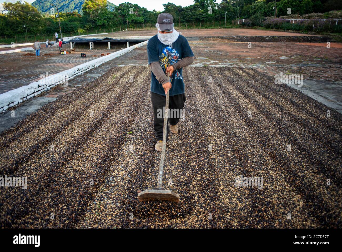 El Carmen State Organic Coffee brand plantations and distribution in Concepción de Ataco El Salvador Central America. Ruta De Las Flores, Department O Stock Photo