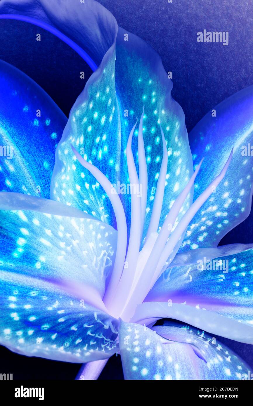 Blue lily flower hi-res stock photography and images - Alamy