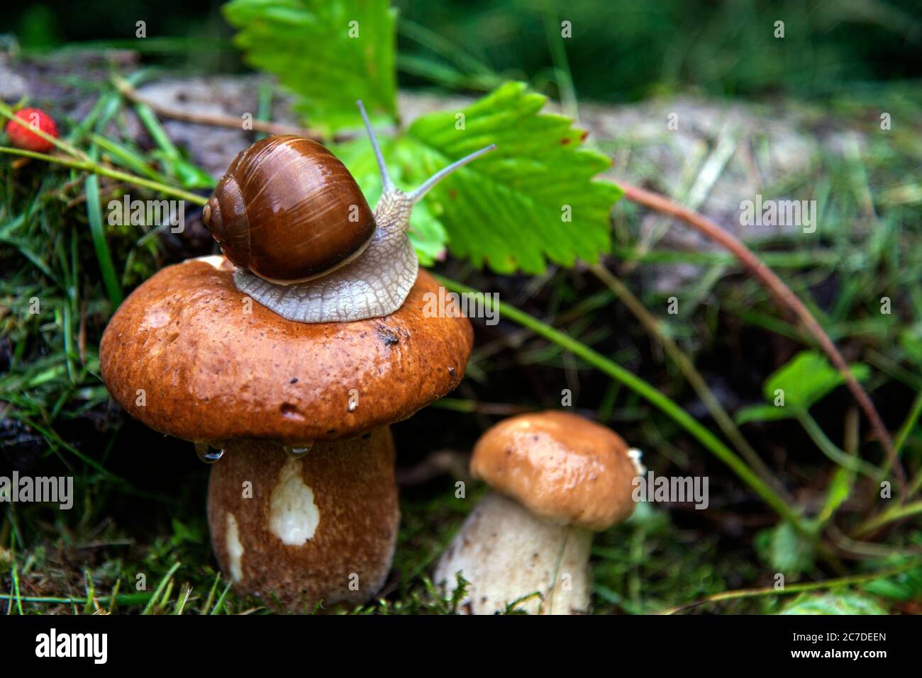 Shell grows with the snail hi-res stock photography and images - Alamy