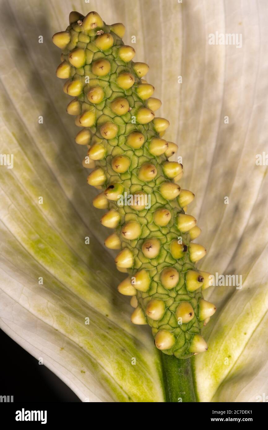 Peace lily abstract hi-res stock photography and images - Alamy