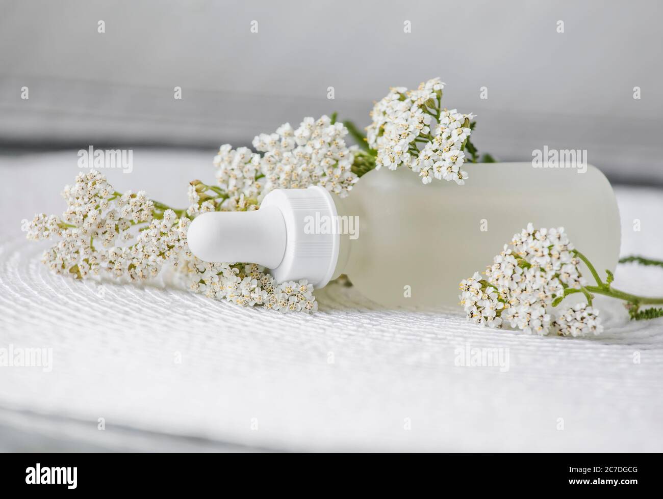 Achillea millefolium, yarrow or common yarrow tincture/ essential oil bottle with yarrow blossoms on white background with copy space. Herbal medicine Stock Photo