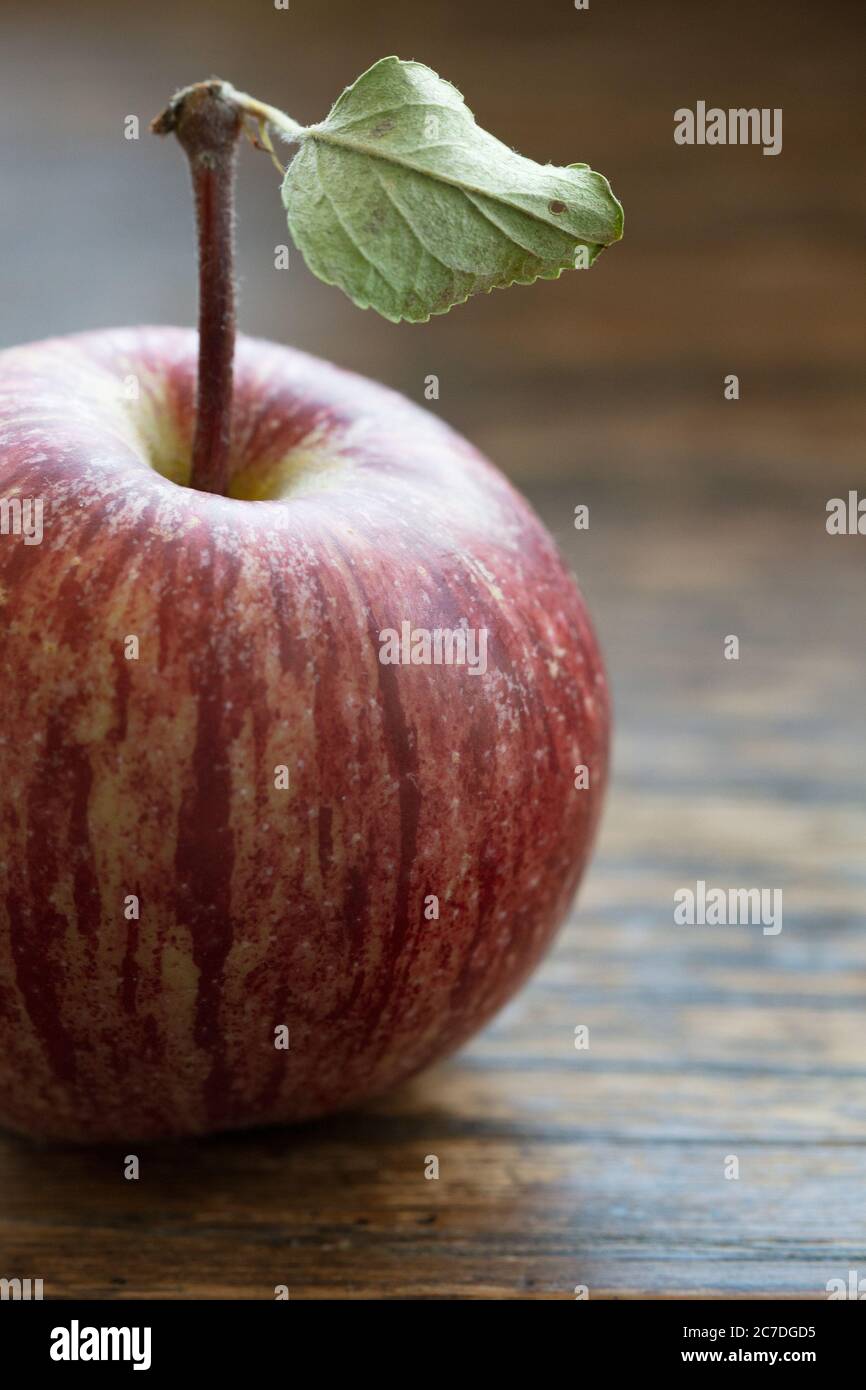 A freshly picked and very small heirloom apple (Malus domestica) sits on an old oak table. Stock Photo