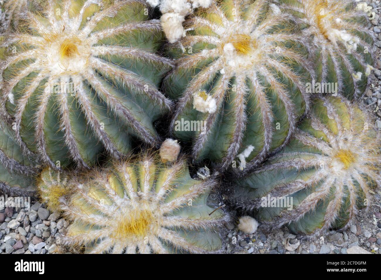 Parodia magnifica Cacti at the Arizona Cactus Garden Stock Photo