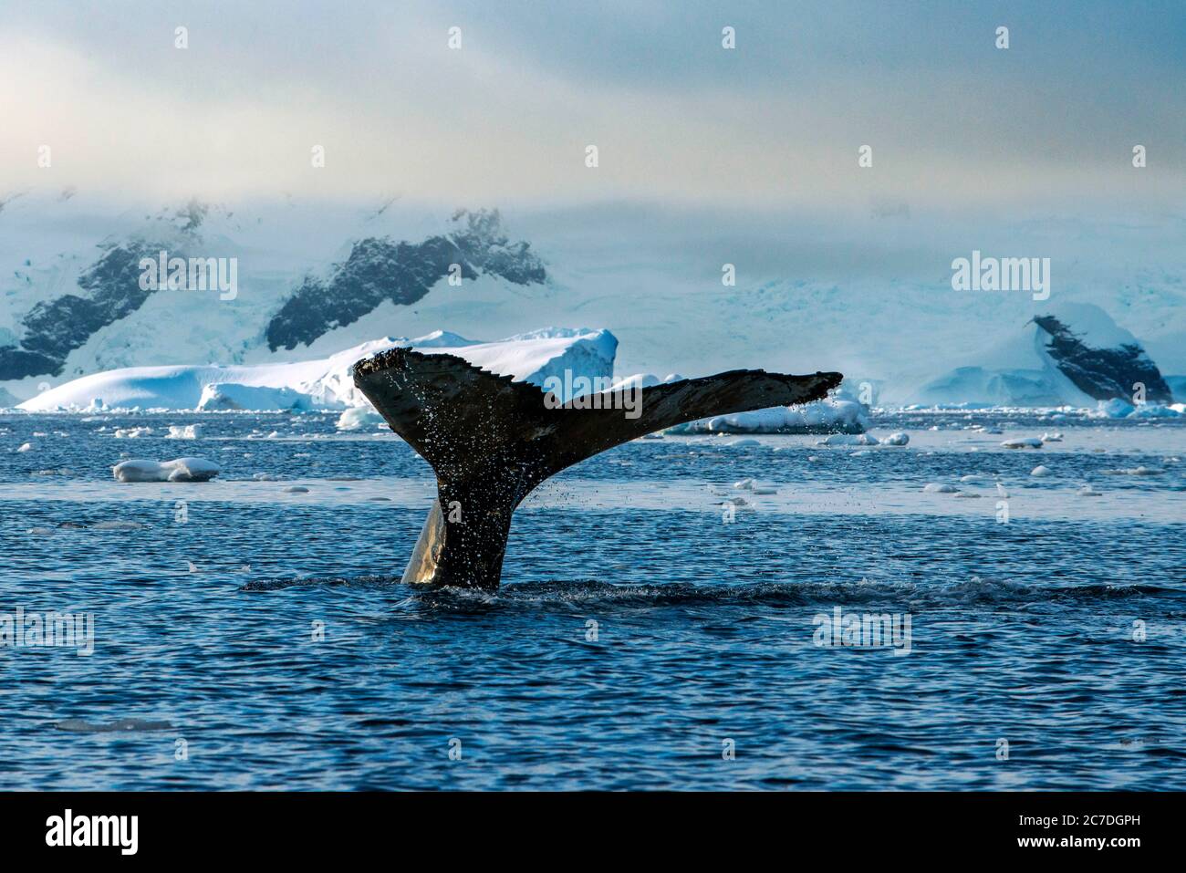 Adult humpback whale (Megaptera novaeangliae), flukes-up dive in Wilhelmina Bay, Antarctica, Polar Regions Stock Photo