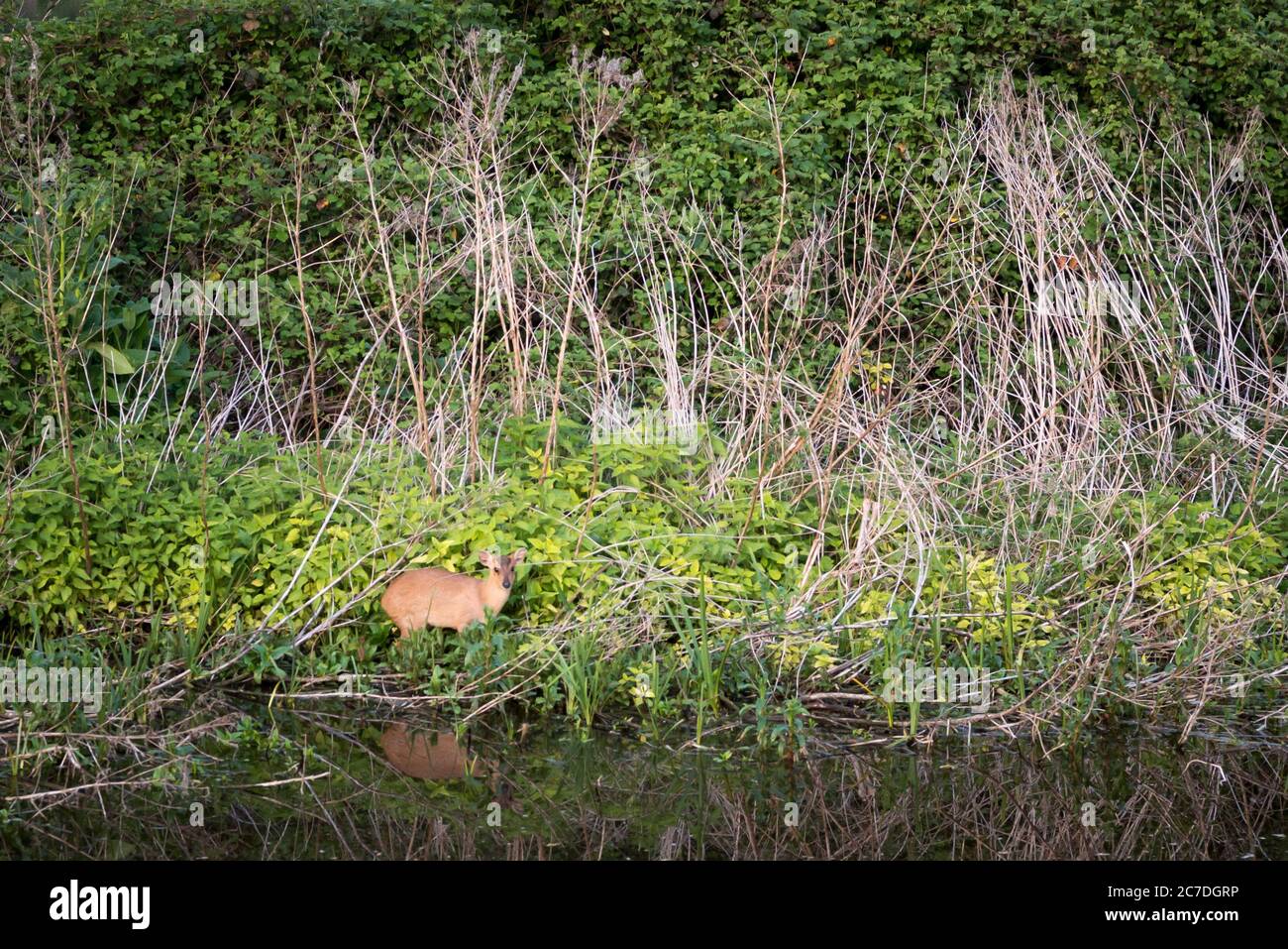 A muntjac deer by the water in the Lee Valley Country Park on the Essex/Hertfordshire border, England, UK Stock Photo