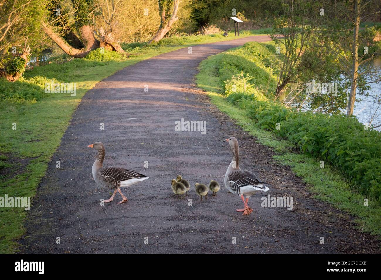 A family of greylag geese crossing a path in the Lee Valley Country Park on the Essex/Hertfordshire border, England, UK Stock Photo